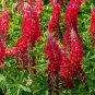 LUPINE RUSSEL RED PERENNIAL Lupinus Polyphyllus Russell - 50 Seeds Plantations