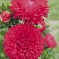 ASTER MILADY SCARLET RED DWARF Callistephus Chinensis - 20 Seeds Plantations