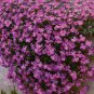 AUBRIETA ROCK CRESS CASCADE PURPLE Aubrieta Hybrida Superbissima - 50 Seeds Plantations