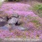 CREEPING THYME DWARF GROUND COVER Thymus Serpyllum - 500 Seeds Plantations