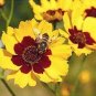 COSMIDIUM BRUNETTE Cosmidium Burridgeanum - 500 Bulk Seeds Plantations