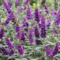 BUTTERFLY BUSH VIOLET Buddleia Davidii - 200 Bulk Seeds Plantations
