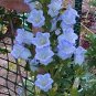 CANTERBURY BELLS BLUE Campanula Medium - 500 Bulk Seeds Plantations