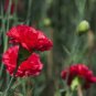 CARNATION GRENADIN SCARLET Dianthus Caryophyllus - 200 Bulk Seeds Plantations
