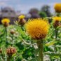 CORNFLOWER YELLOW GLOBE Centaurea Macrocephala - 200 Bulk Seeds Plantations