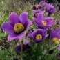 PASQUE FLOWER VIOLET Pulsatilla Vulgaris - 100 Bulk Seeds Plantations