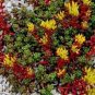 SEDUM OREGON STONECROP Sedum Hybridum - 300 Bulk Seeds Plantations