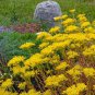 SEDUM YELLOW STONECROP Sedum Ellacombianum - 300 Bulk Seeds Plantations