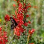 STANDING CYPRESS Ipomopsis Rubra - 1,000 Bulk Seeds Plantations