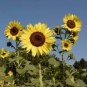 SUNFLOWER LEMON QUEEN Helianthus Annuus - 100 Bulk Seeds Plantations