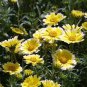 TIDY TIPS Layia Platyglossa - 5,000 Bulk Seeds Plantations