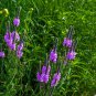 VERVAIN HOARY Verbena Stricta - 5,000 Bulk Seeds Plantations