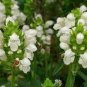 PRUNELLA SELF HEAL WHITE Prunella Grandiflora Alba - 125 Bulk Seeds Plantations