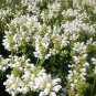 PRUNELLA SELF HEAL WHITE Prunella Grandiflora Alba - 125 Bulk Seeds Plantations