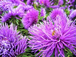 ASTER NEEDLE UNICUM VIOLET Callistephus Chinensis - 200 Bulk Seeds Plantations