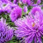 ASTER NEEDLE UNICUM VIOLET Callistephus Chinensis - 200 Bulk Seeds Plantations