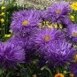 ASTER NEEDLE UNICUM VIOLET Callistephus Chinensis - 200 Bulk Seeds Plantations