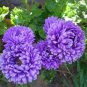 ASTER PAEONY DUCHESS BLUE Callistephus Chinensis - 200 Bulk Seeds Plantations