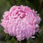 ASTER PAEONY DUCHESS CORAL ROSE Callistephus Chinensis - 200 Bulk Seeds Plantations