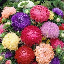 ASTER PAEONY DUCHESS MIXED COLORS Callistephus Chinensis - 200 Bulk Seeds Plantations