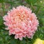 ASTER PAEONY DUCHESS PINK Callistephus Chinensis - 200 Bulk Seeds Plantations