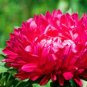 ASTER PAEONY DUCHESS SCARLET Callistephus Chinensis - 200 Bulk Seeds Plantations