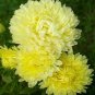 ASTER PAEONY DUCHESS YELLOW Callistephus Chinensis - 200 Bulk Seeds Plantations