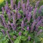AGASTACHE GIANT HYSSOP LAVENDER BLUE Agastache Mexicana - 200 Bulk Seeds Plantations