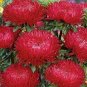 ASTER GREMLIN RED DOUBLE Callistephus Chinensis - 200 Bulk Seeds Plantations