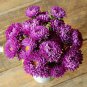 ASTER MILADY BLUE DWARF Callistephus Chinensis - 200 Bulk Seeds Plantations
