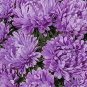 ASTER MILADY LILAC DWARF Callistephus Chinensis - 200 Bulk Seeds Plantations
