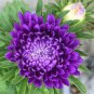 ASTER MILADY LILAC DWARF Callistephus Chinensis - 200 Bulk Seeds Plantations