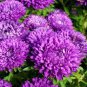 ASTER MILADY LILAC DWARF Callistephus Chinensis - 200 Bulk Seeds Plantations