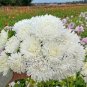 ASTER MILADY WHITE DWARF Callistephus Chinensis - 200 Bulk Seeds Plantations