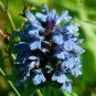 PRUNELLA SELF HEAL LIGHT BLUE Prunella Grandiflora - 125 Bulk Seeds Plantations