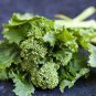 BROCCOLI RAAB SPRING ORGANIC Brassica Rapa - 100 Bulk Seeds Plantations