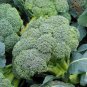 BROCCOLI WALTHAM 29 ORGANIC Brassica Oleracea - 100 Bulk Seeds Plantations