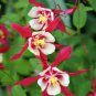 COLUMBINE CRIMSON STAR Aquilegia Caerulea - 500 Bulk Seeds Plantations