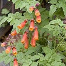 CHILEAN GLORY VINE MIX Eccremocarpus Scaber - 500 Bulk Seeds Plantations