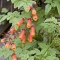 CHILEAN GLORY VINE MIX Eccremocarpus Scaber - 500 Bulk Seeds Plantations