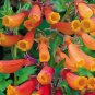 CHILEAN GLORY VINE MIX Eccremocarpus Scaber - 500 Bulk Seeds Plantations