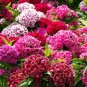 SWEET WILLIAM Dianthus Barbatus - 10,000 Bulk Seeds Plantations