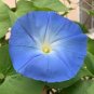 MORNING GLORY CAPRICE Ipomoea Purpurea - 250 Bulk Seeds Plantations