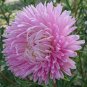 ASTER GREMLIN LIGHT ROSE DOUBLE Callistephus Chinensis - 200 Bulk Seeds Plantations