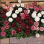 ENGLISH DAISY MIXED COLORS Bellis Perennis Super Enorma - 1,000 Bulk Seeds Plantations