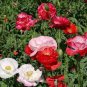 POPPY SHIRLEY DOUBLE MIXED COLORS Papaver Rhoeas - 15,000 Bulk Seeds Plantations
