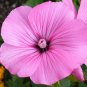 ROSE MALLOW MIXED COLORS Lavatera Trimestris - 1,000 Bulk Seeds Plantations