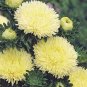 ASTER GREMLIN YELLOW DOUBLE Callistephus Chinensis - 200 Bulk Seeds Plantations