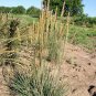 PRAIRIE JUNEGRASS Koeleria Cristata - 3,000 Bulk Seeds Plantations
