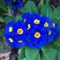 PRIMROSE ENGLISH ACCORD BLUE Primula Vulgaris - 50 Bulk Seeds Plantations